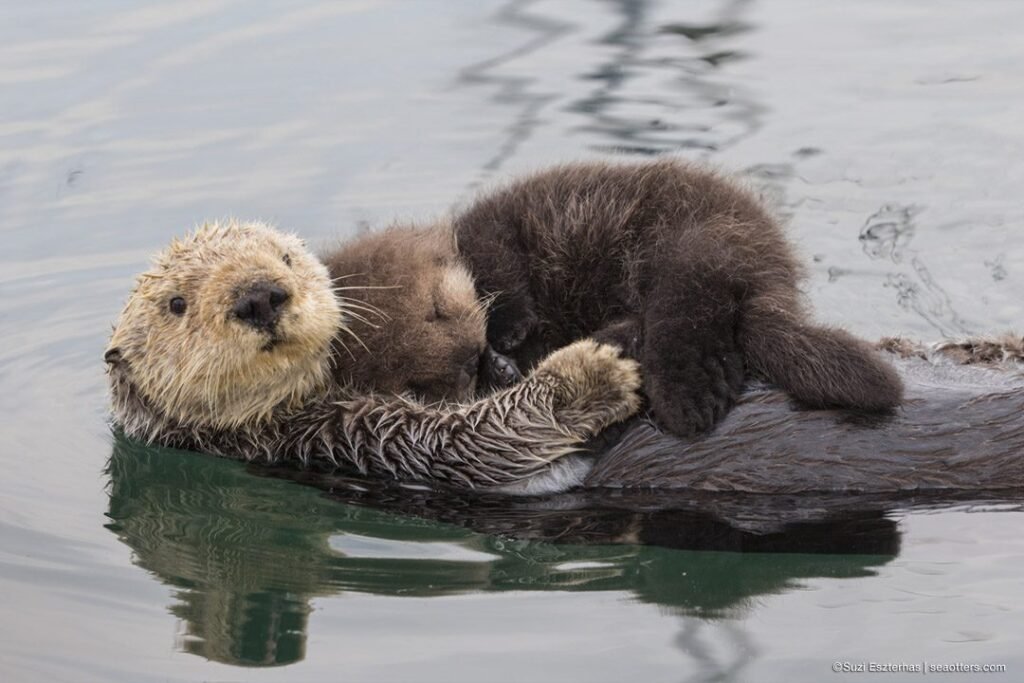 Sea otters are the smallest marine mammal in North America