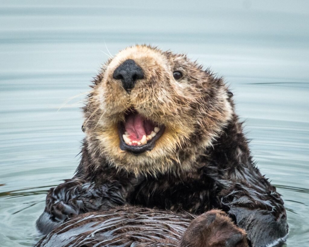 Sea otters have the thickest fur of any animal