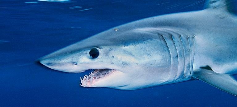 8 reasons why the shortfin mako shark rocks