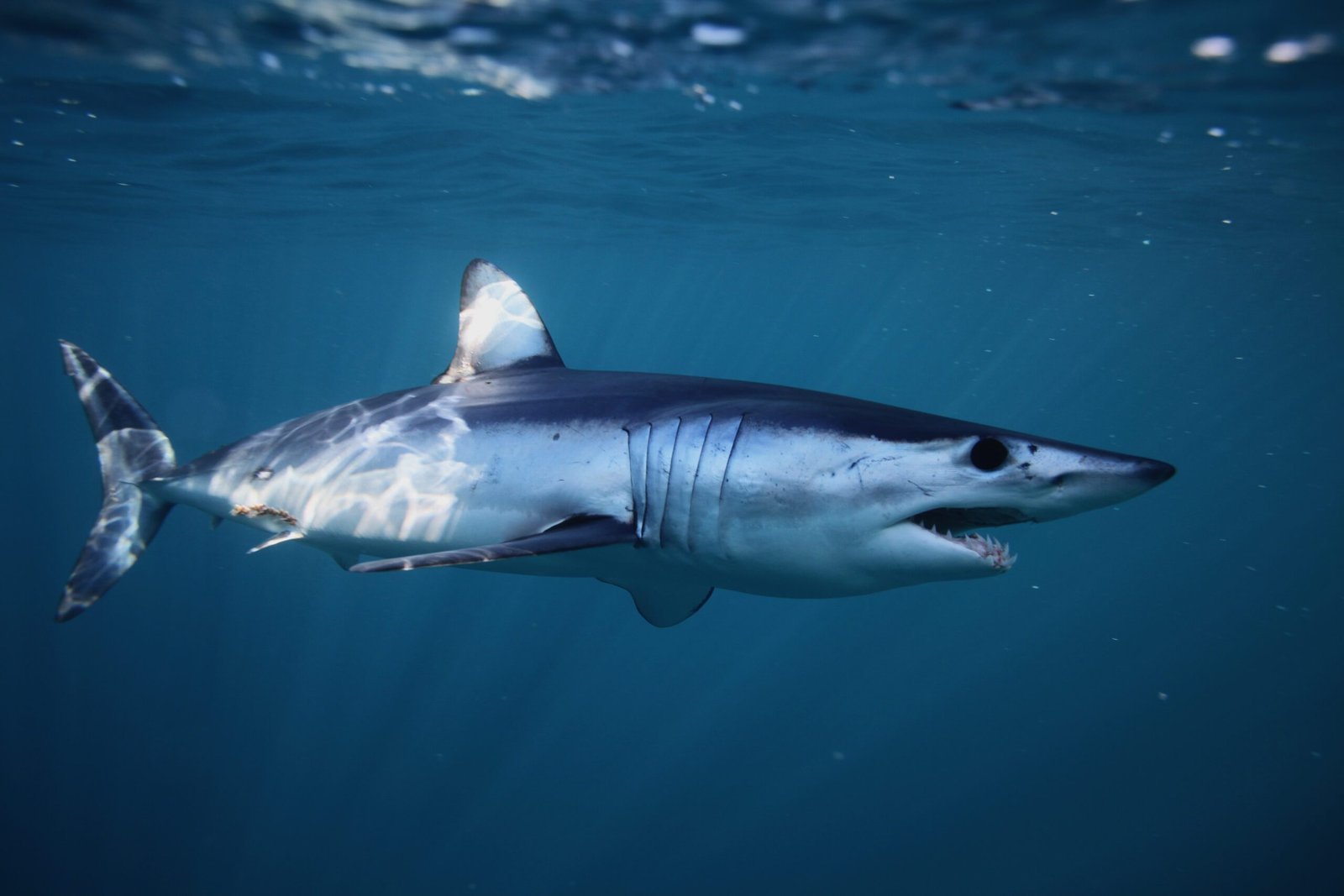 8 reasons why the shortfin mako shark rocks