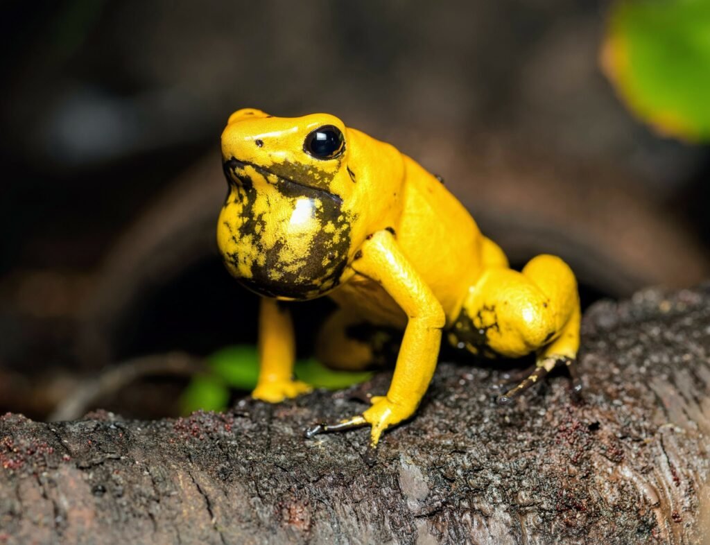 A golden dart frog's venom is 20 times more powerful than that of other amphibians