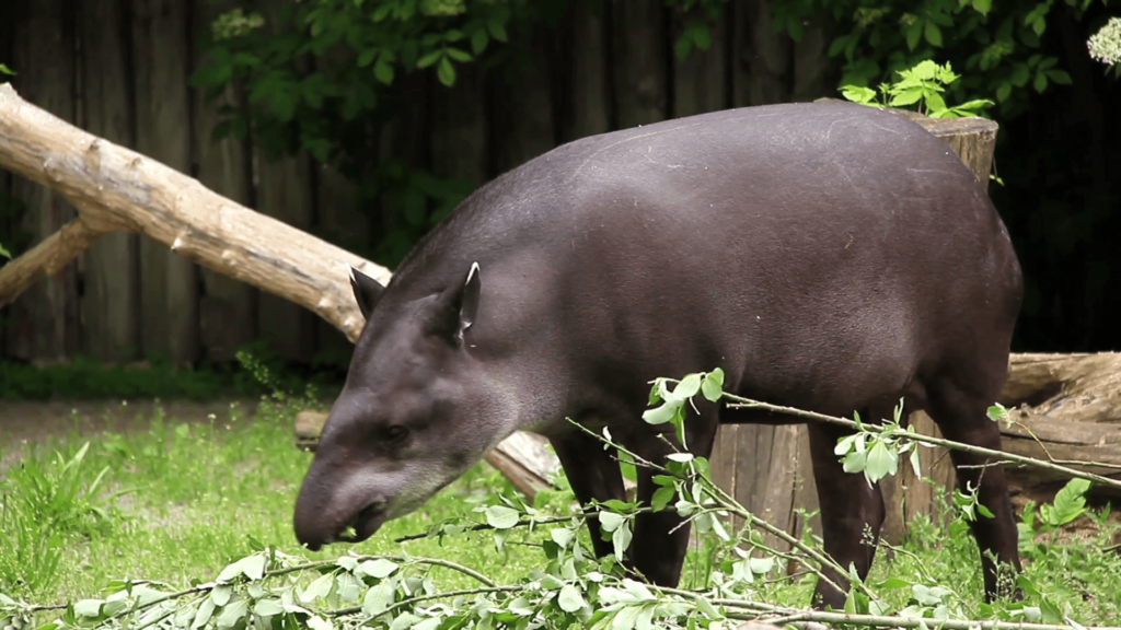 Tapirs have prehensile noses