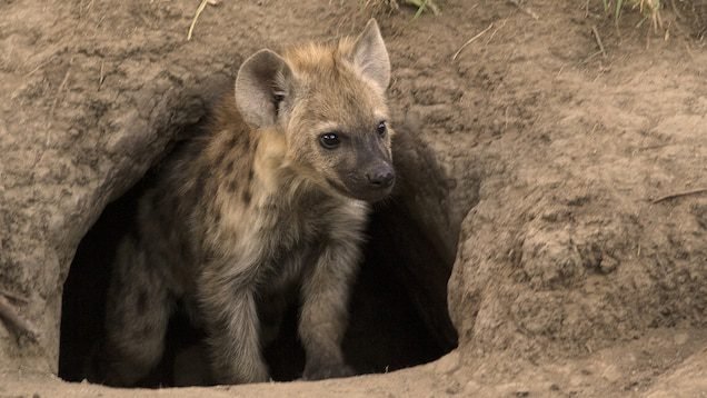 5 reasons why the hyena rocks