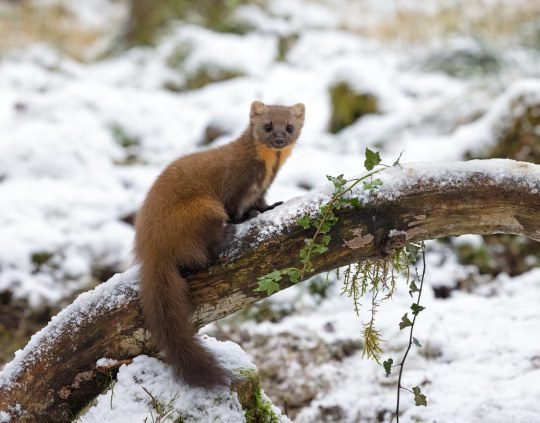 3 reasons why the pine marten rocks