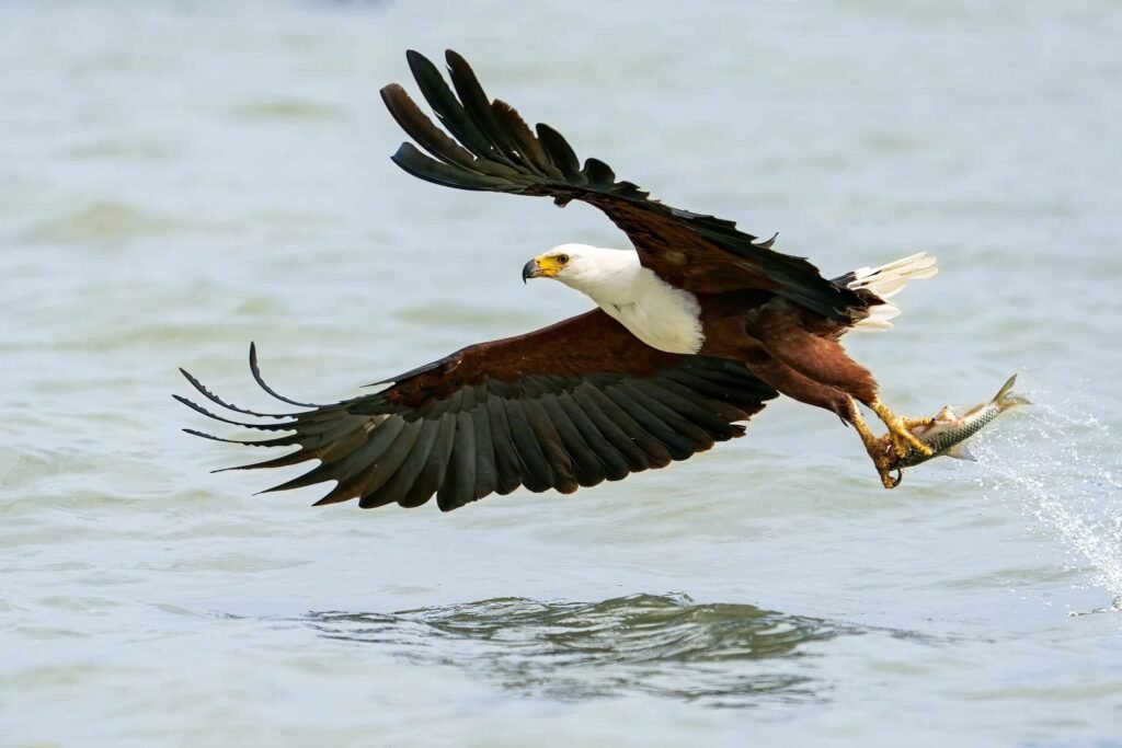 African fish eagles are apex predators