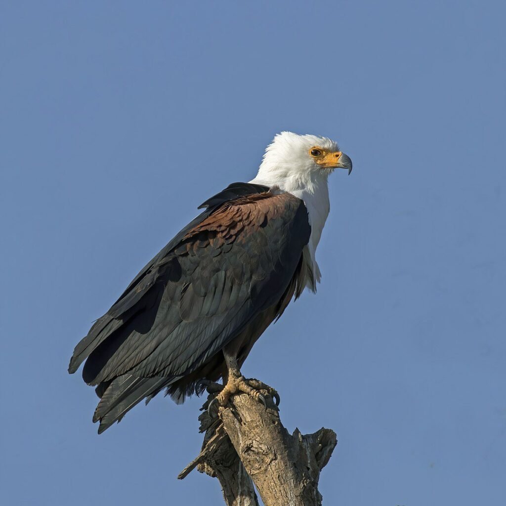 African fish eagles are the largest sea eagles in Africa