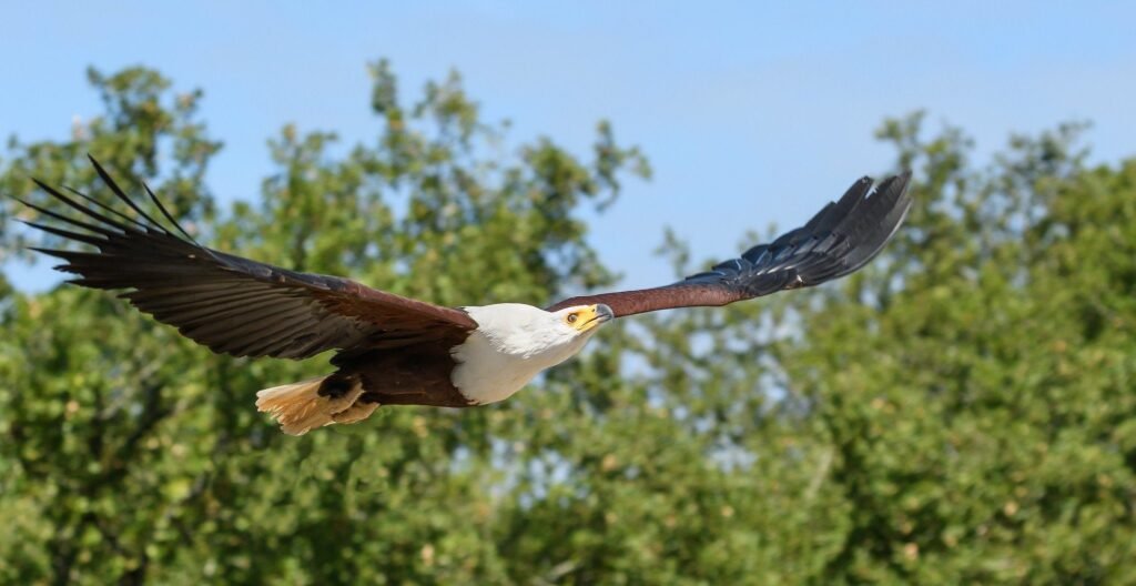 African fish eagles are the fifth largest eagles by wingspan