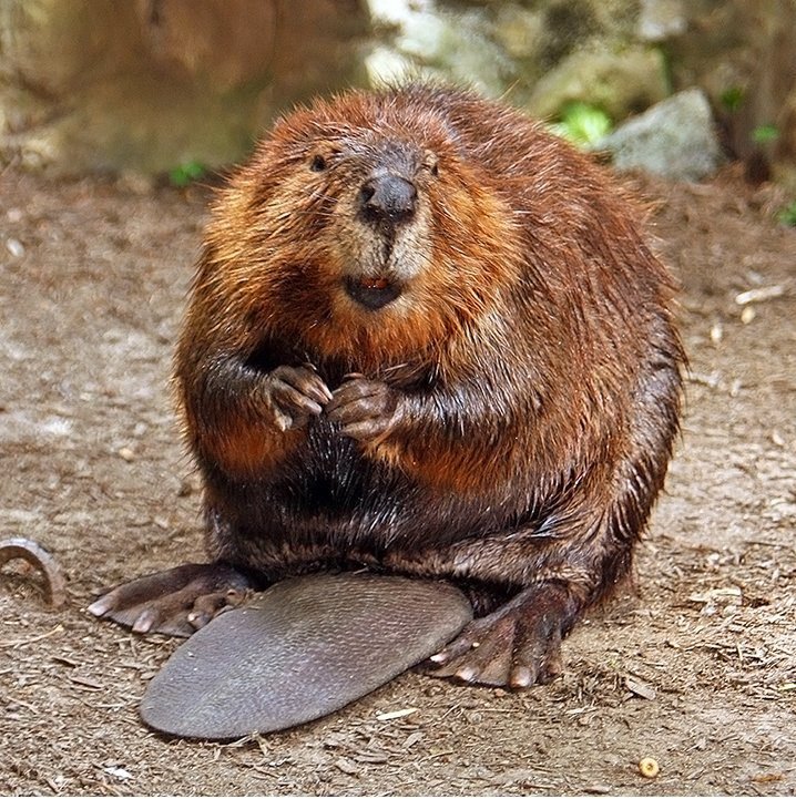 North american beavers are rodents