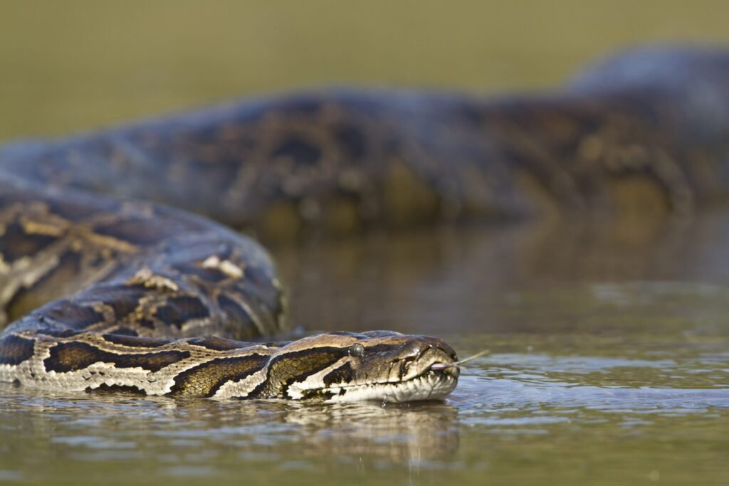 Burmese pythons are strong swimmers