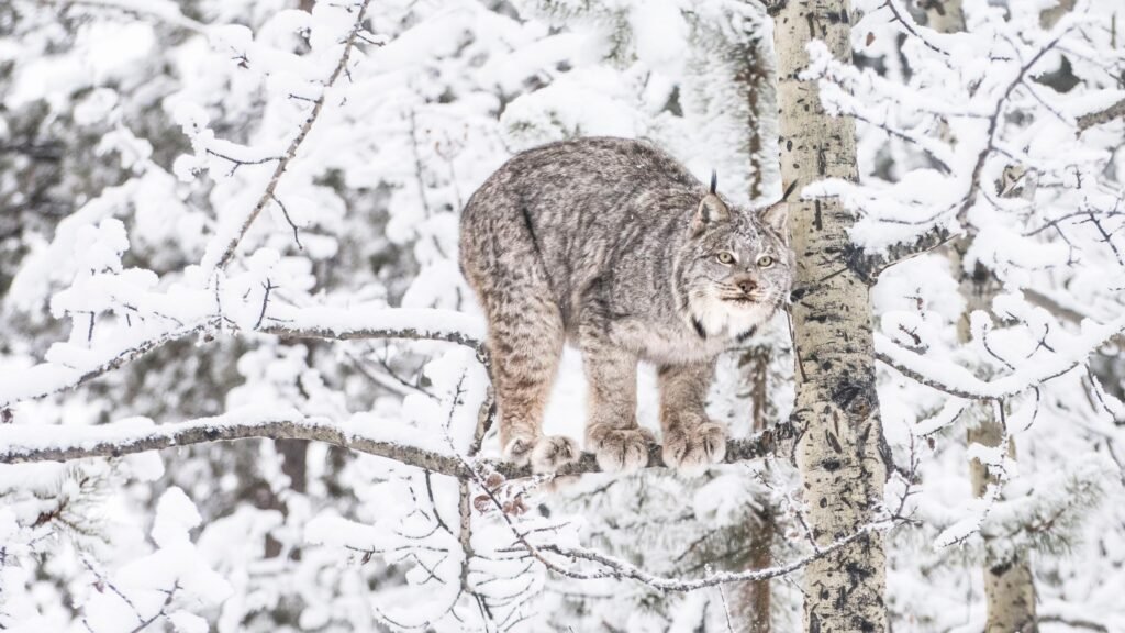 Canada lynx can climb