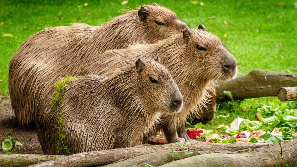 South american capybaras are rodents