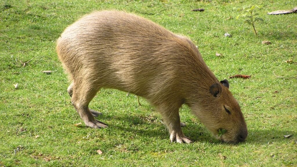 South american capybaras eat their poop in the morning