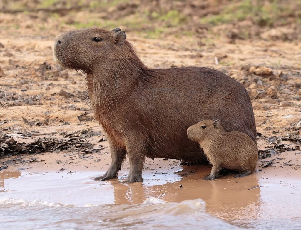 They are the largest rodents in the Americas