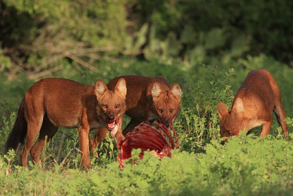 Dholes are apex predators