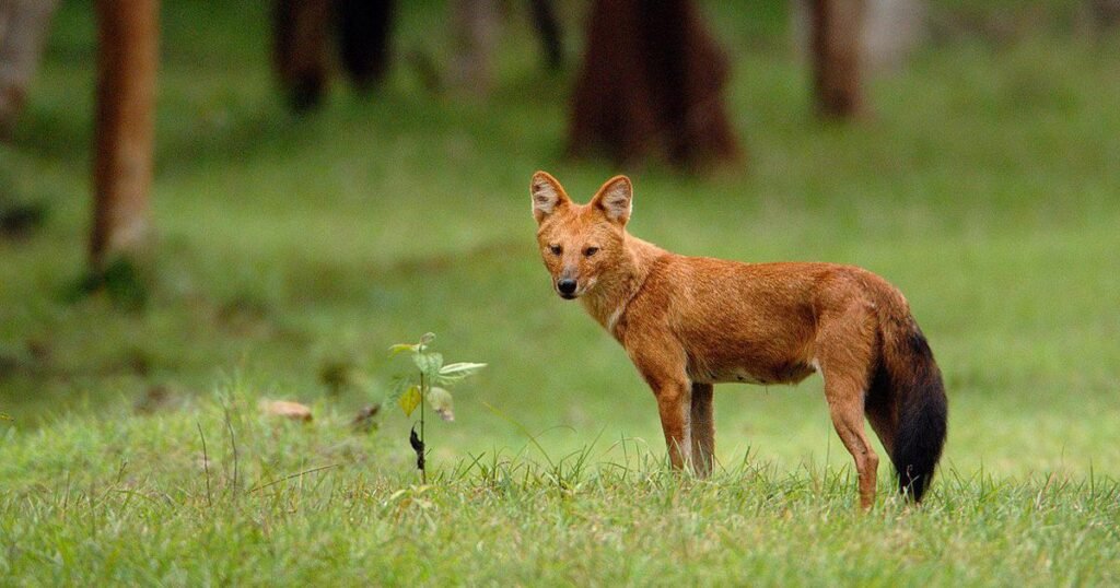 Dholes are the largest canids in Asia