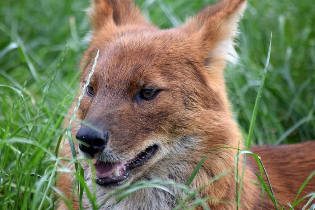 They are also known as whistling dogs