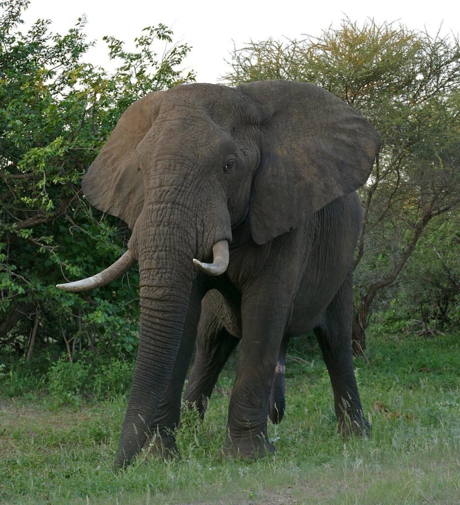 Elephants are the largest land animals in the world