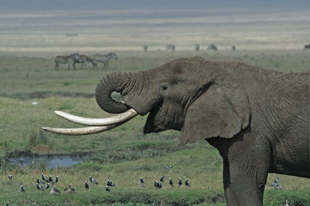 Elephant tusks are actually massive teeth