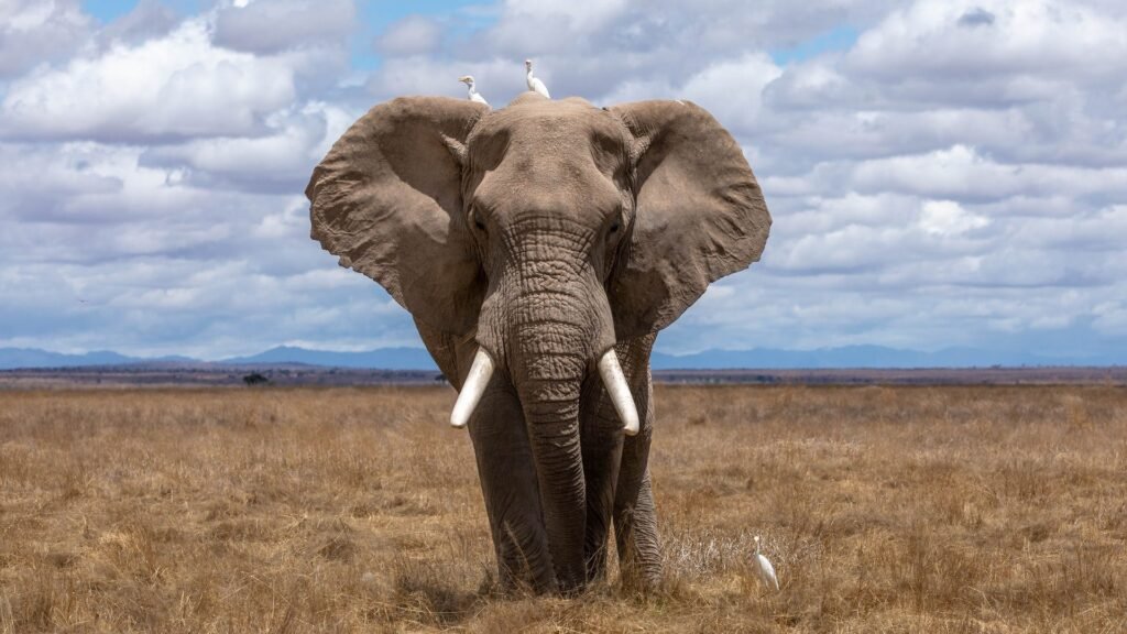 Elephants are most closely related to aardvarks