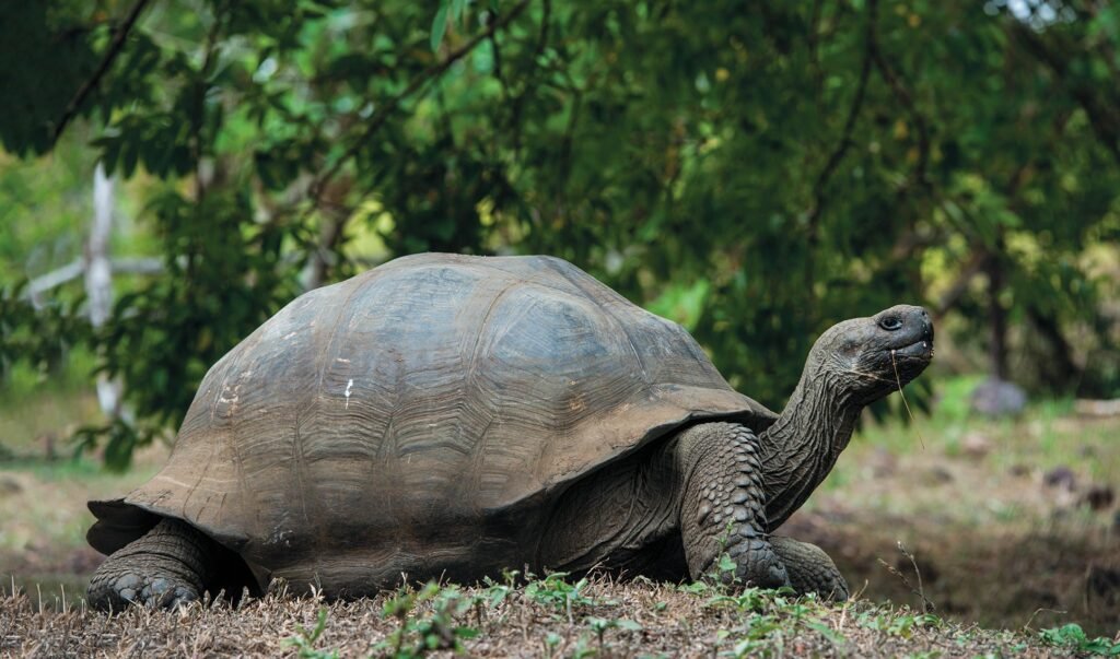 Galapagos giant tortoises are the largest species of all tortoises