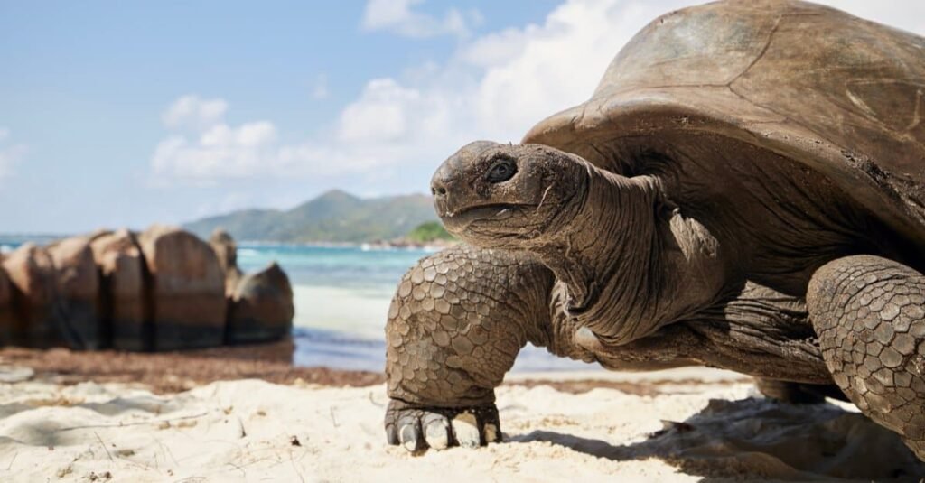 Galapagos giant tortoises can live up to 300 years old