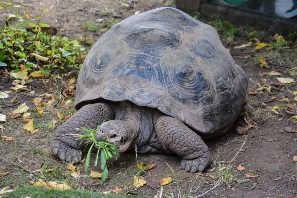 Galapagos giant tortoises are omnivores