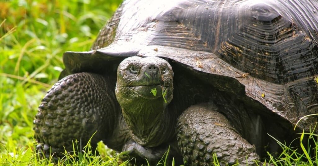 Adult galapagos giant tortoises are apex omnivores