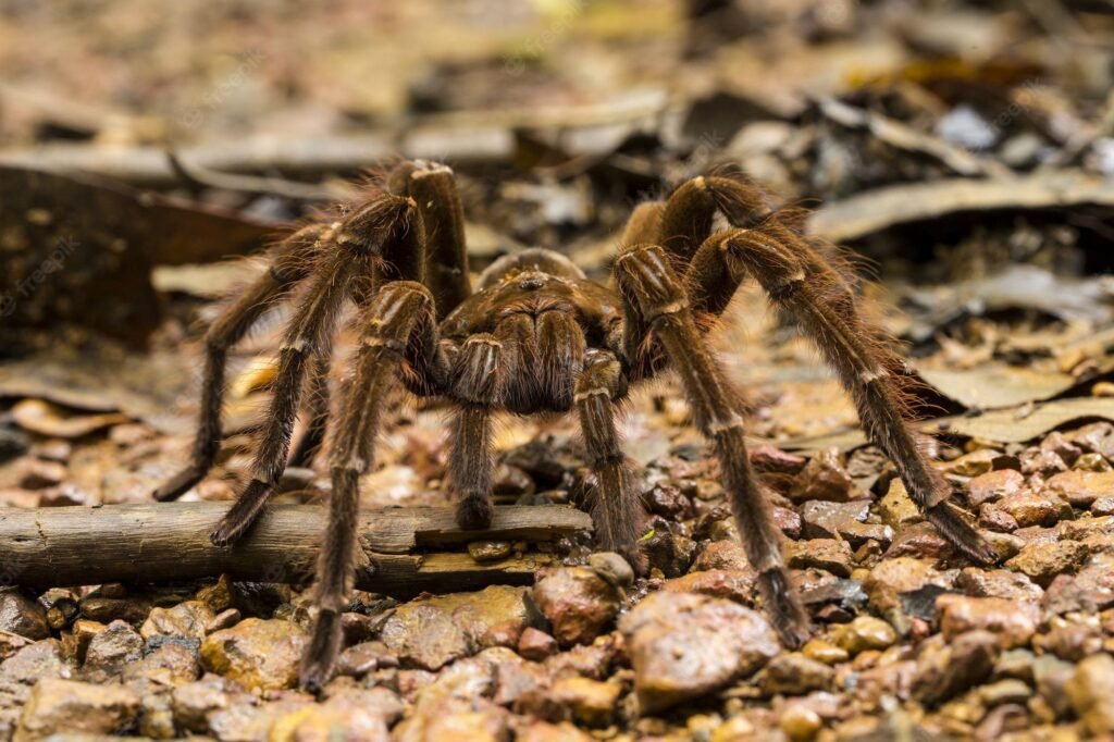 Goliath tarantulas are one of the oldest groups of invertebrates