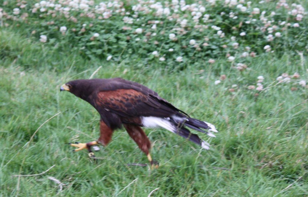 Harris's hawks can run