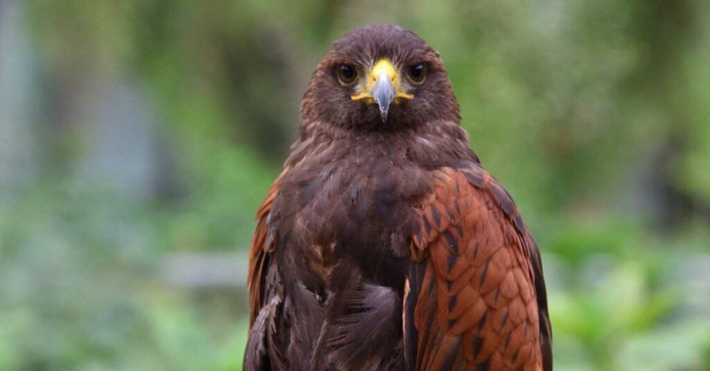 Harris's hawks are the third largest species of all hawk species