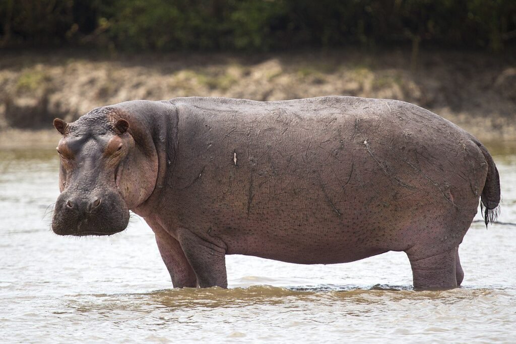 Hippopotamuses are the third largest mammals in the world