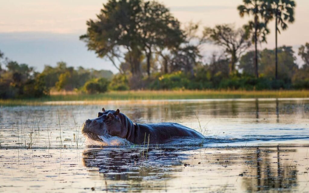 Hippopotamuses can't swim or float