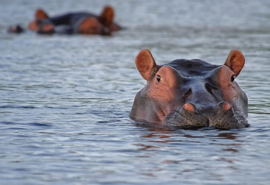 They are also called 'river horses'