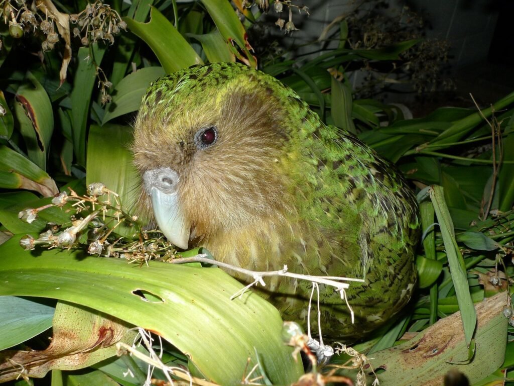 Kakapos are the largest parrots