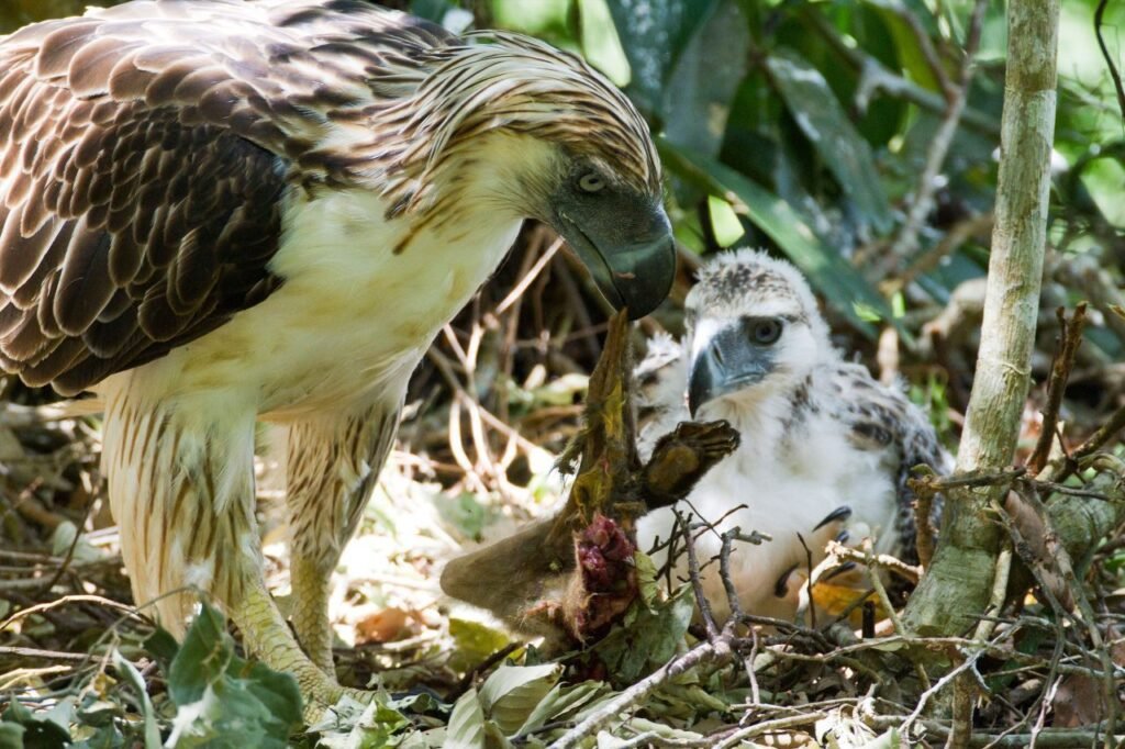 Philippine eagles have diets that varies in whatever habitat they live in