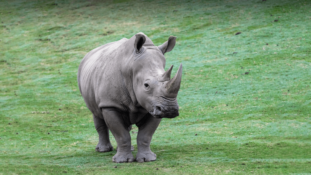 Rhinoceroses are most closely related to tapirs