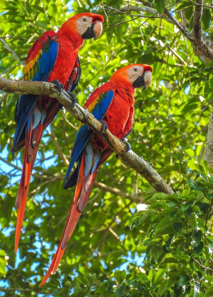 Scarlet macaws are the second largest parrots