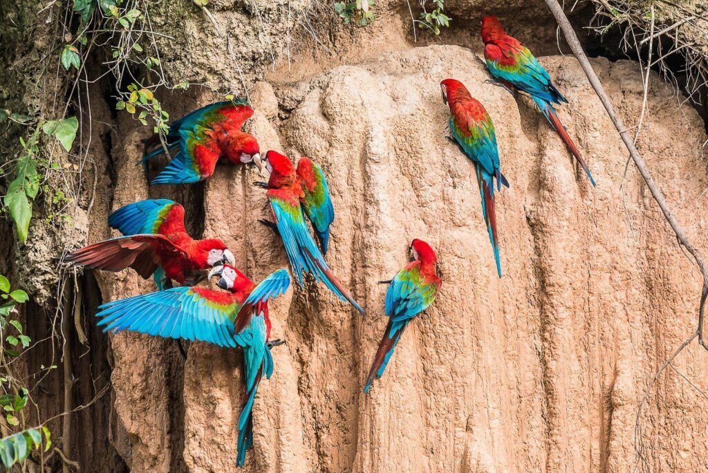 Scarlet macaws eat clay as a part of their diet