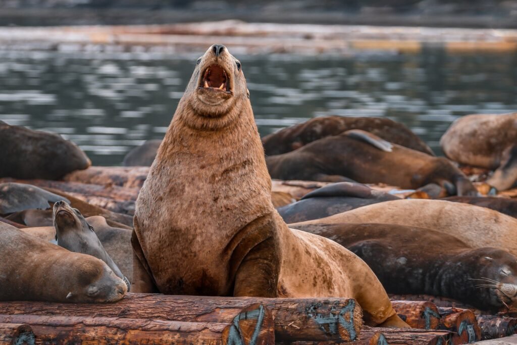 Steller sea lions are the most aggressive sea lion species