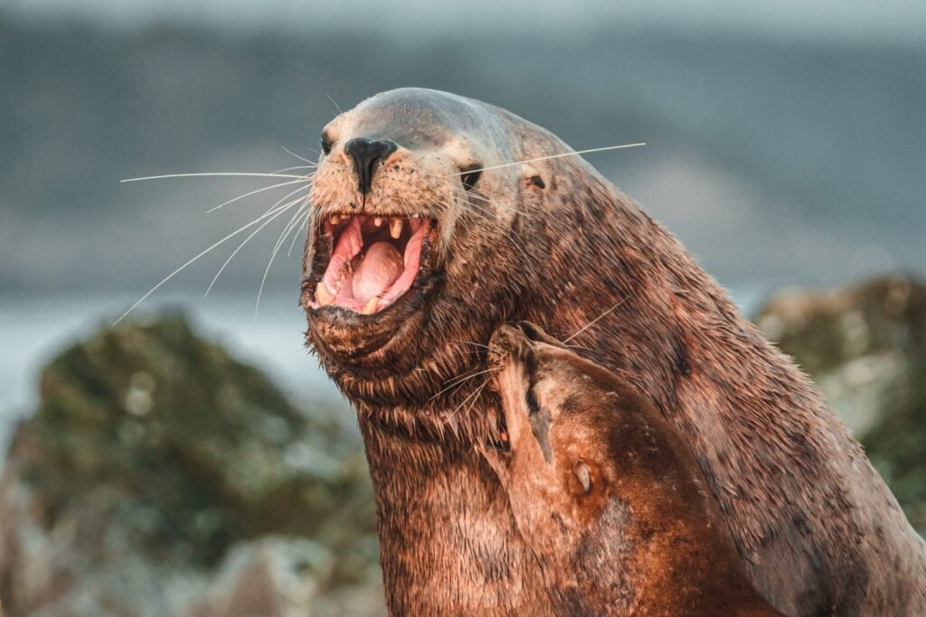 They are the only sea lions that can roar