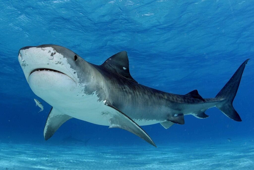 Tiger sharks are the tenth largest of their family