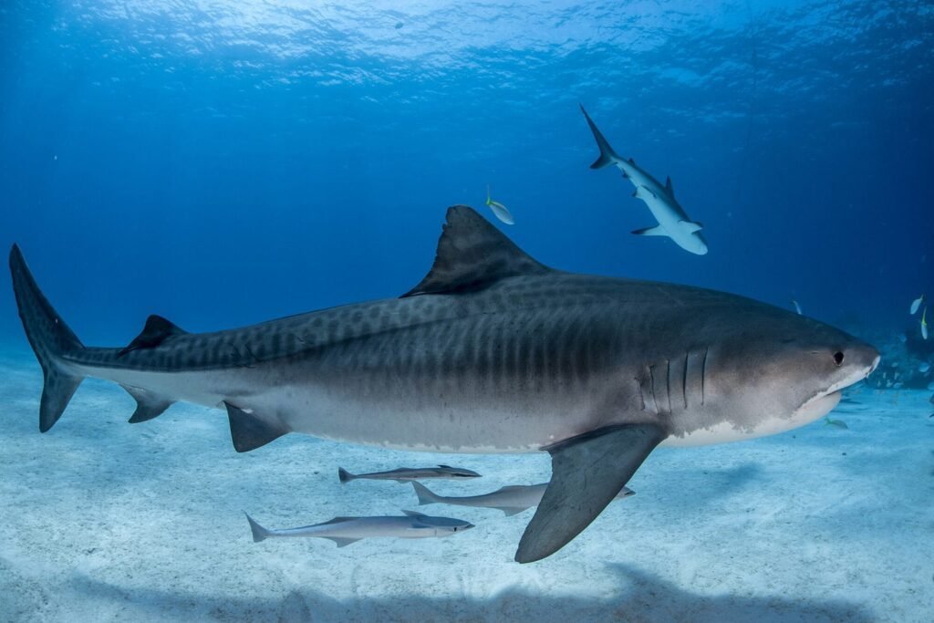 Tiger sharks are one of the oldest groups of fishes