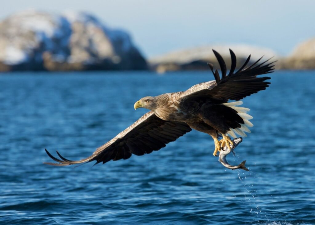 White-tailed eagles are the fourth largest eagles by wingspan