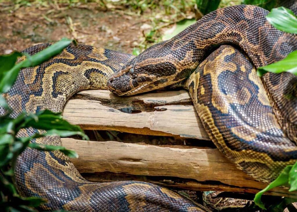 African rock pythons are the most aggressive pythons on the planet