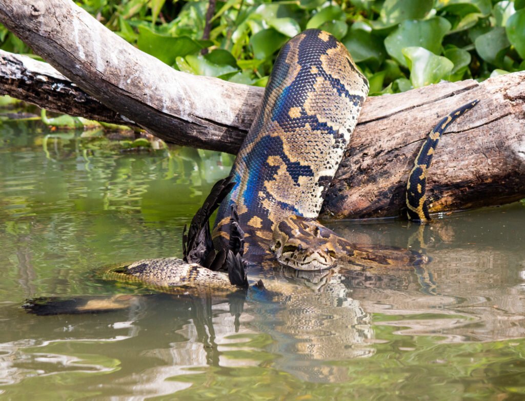 African rock pythons are strong swimmers