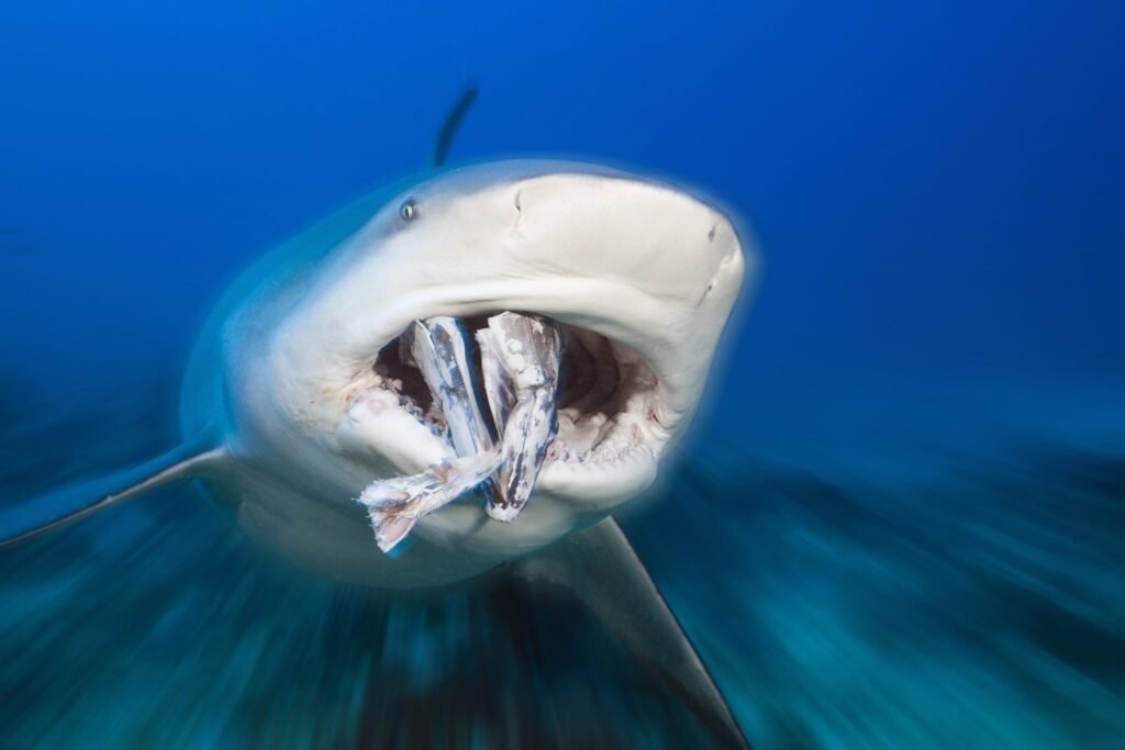 Blue sharks are apex predators