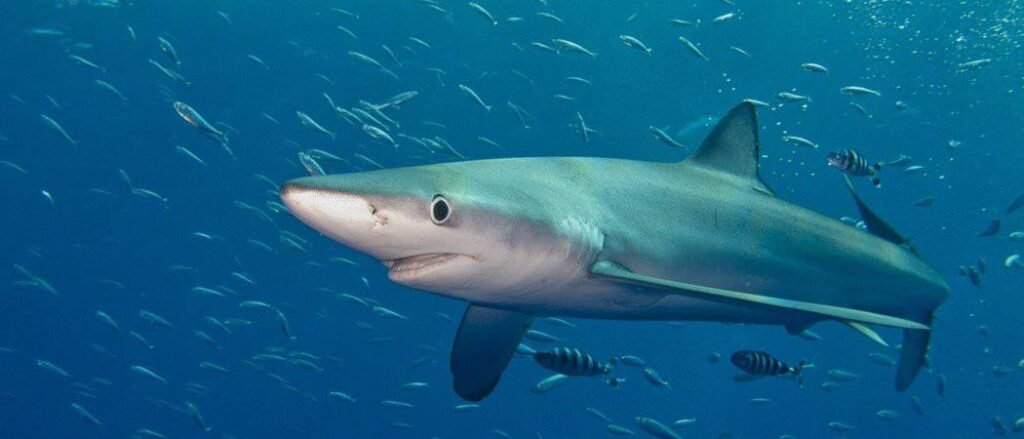 Blue sharks are the eleventh largest of their family