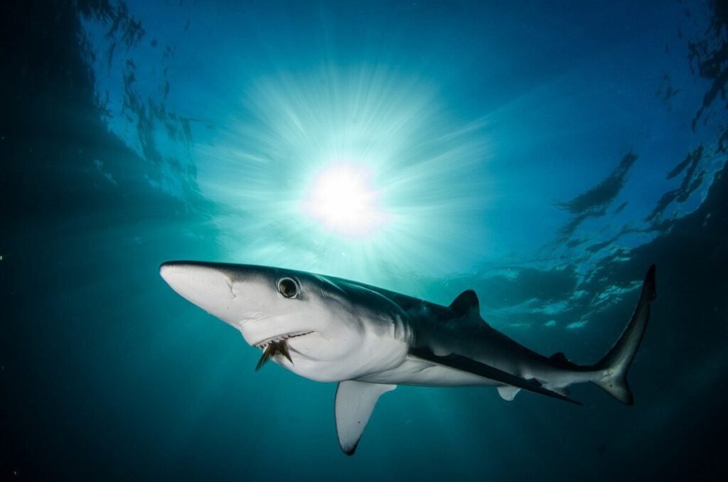 Blue sharks are the one of the most dangerous sharks