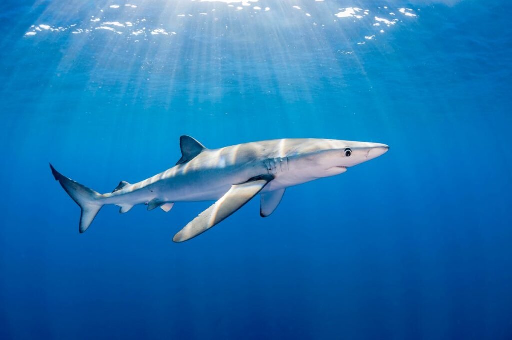 Blue sharks are one of the oldest groups of fishes