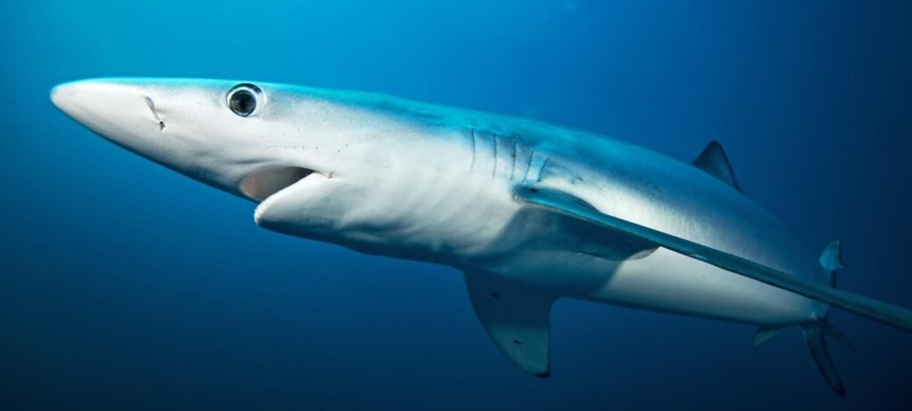 Blue sharks have the highest geographical range of all sharks